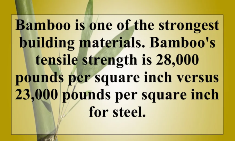 bamboo is stronger than steel